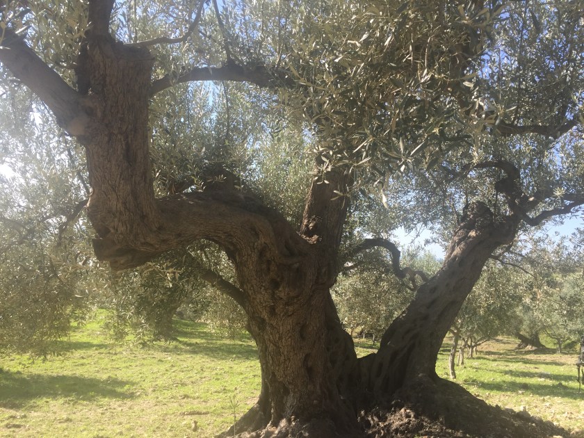 40C5302A-B8F4-4F06-BD20-B7634E0FA39F