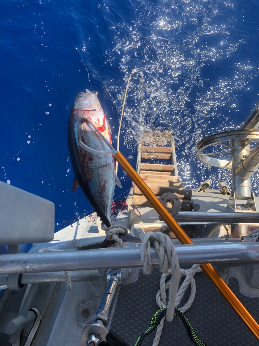 4336C427-E7F8-4D9B-B2E0-954DCF2632EF