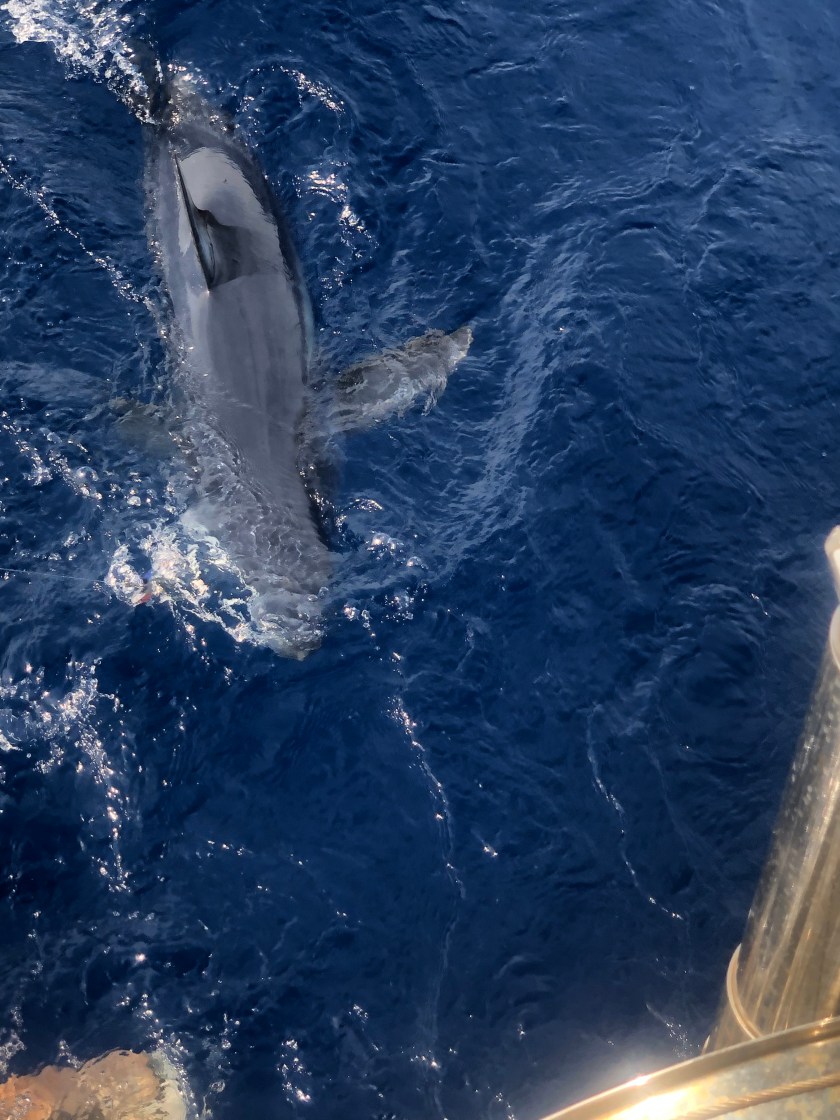 56F0B51A-84AF-480D-ACE7-12F86F3B14B2