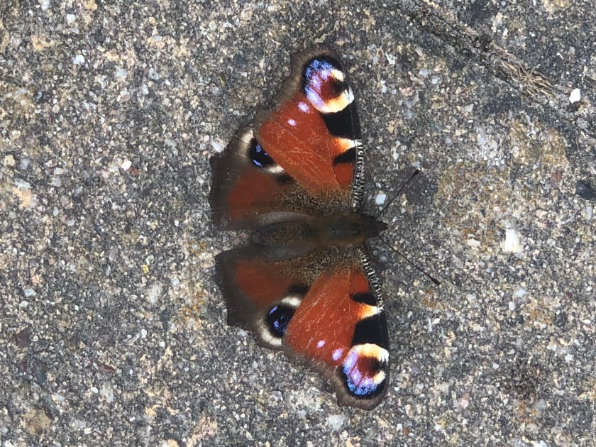 8493823C-D988-4A47-BBC6-3B7CDD579425