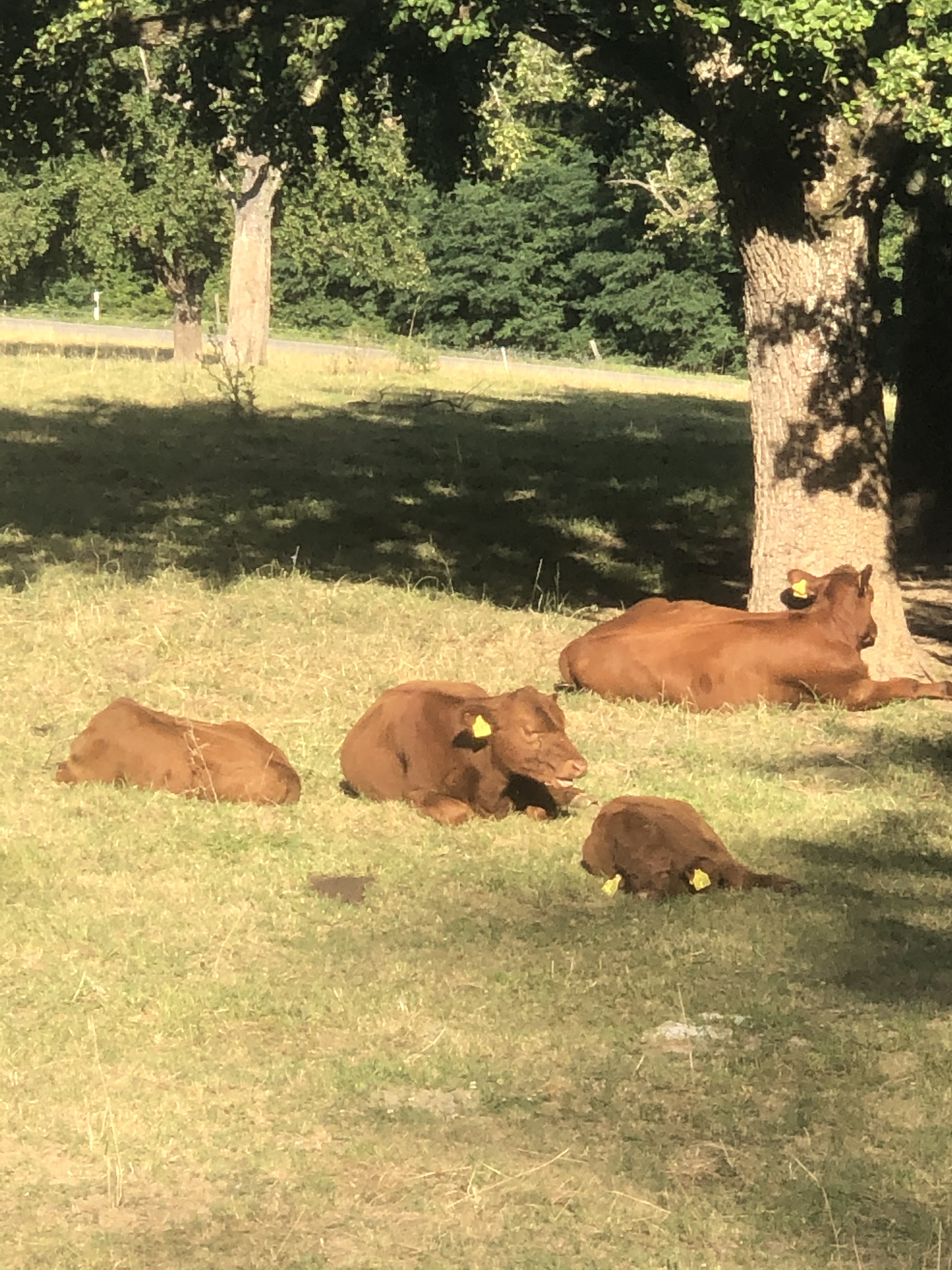 FA421DA2-BA32-4385-926F-22EF270AE471