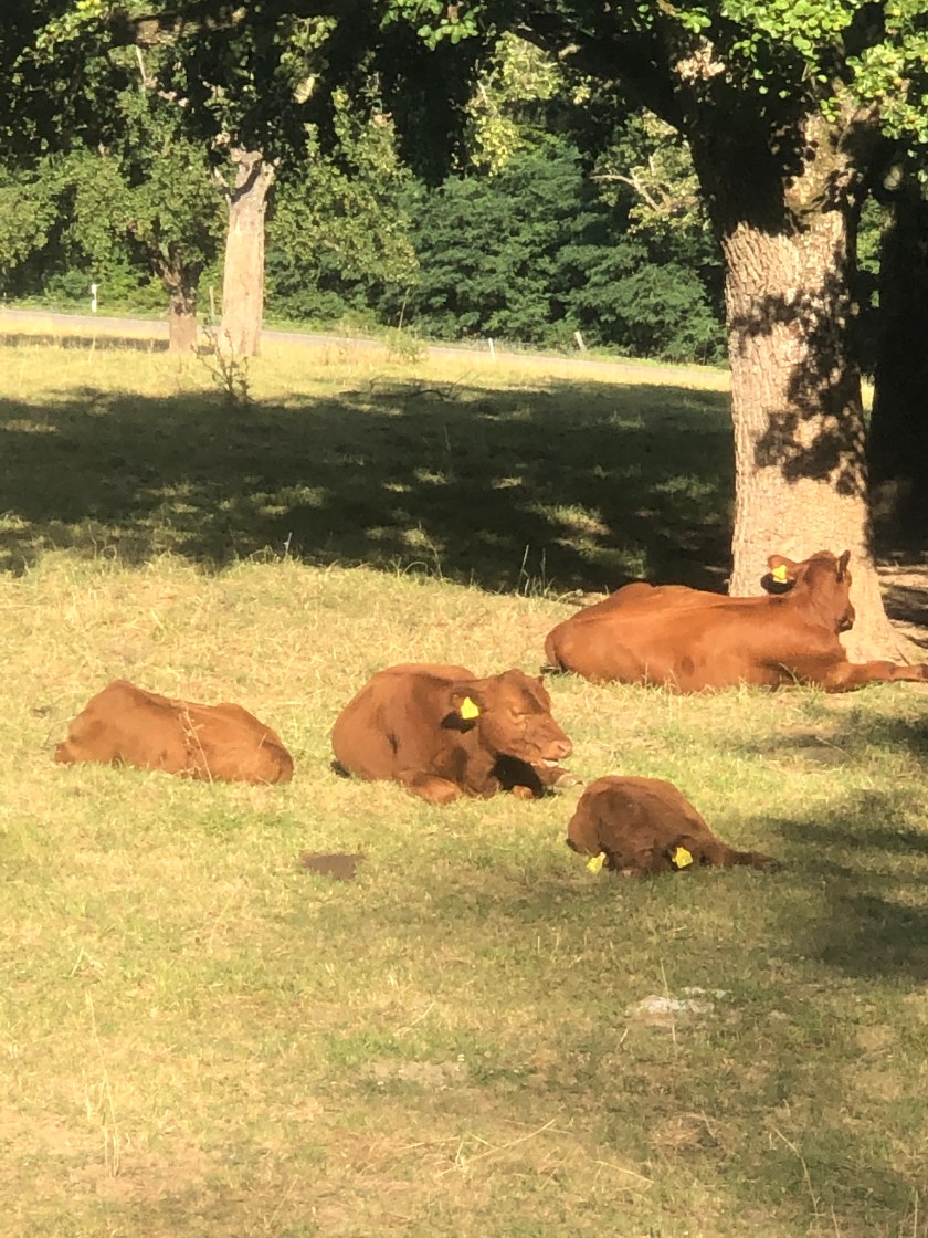 FA421DA2-BA32-4385-926F-22EF270AE471